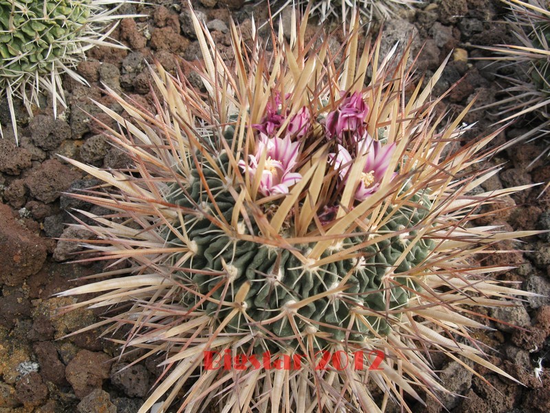 Stenocactus lamellosus 