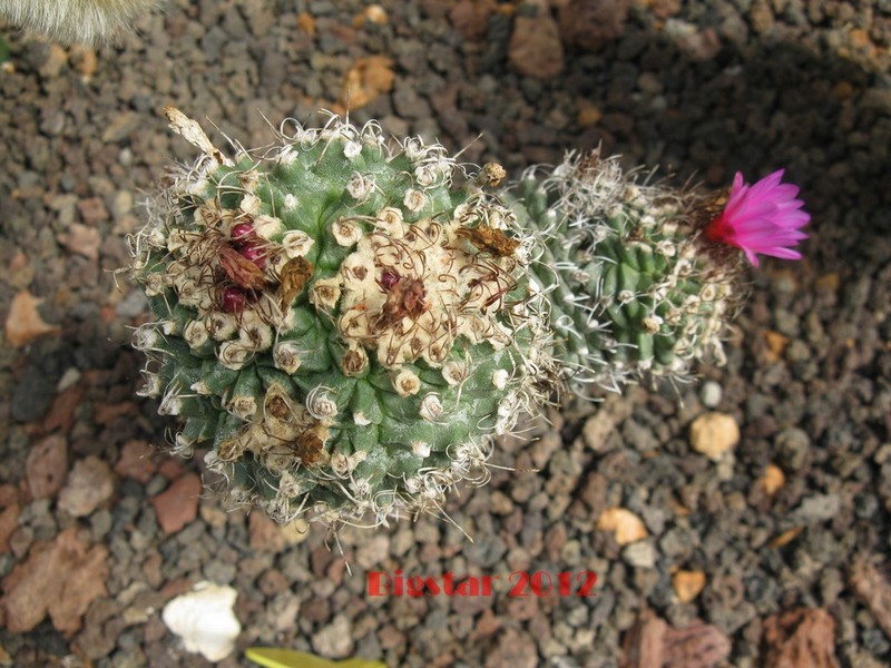 Turbinicarpus alonsoi 