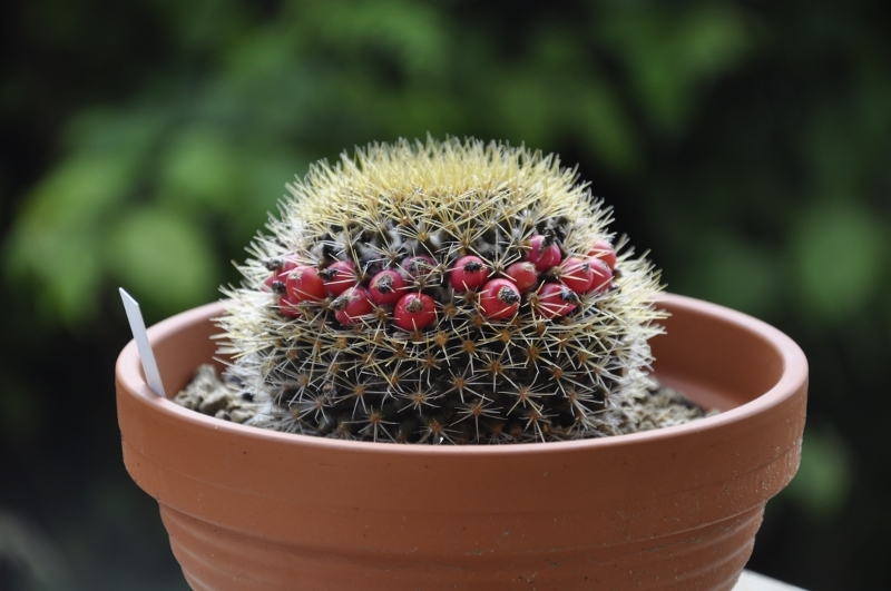 Mammillaria nivosa 