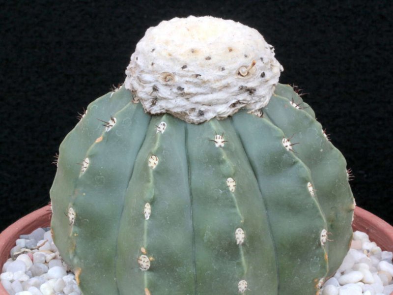 melocactus maxonii