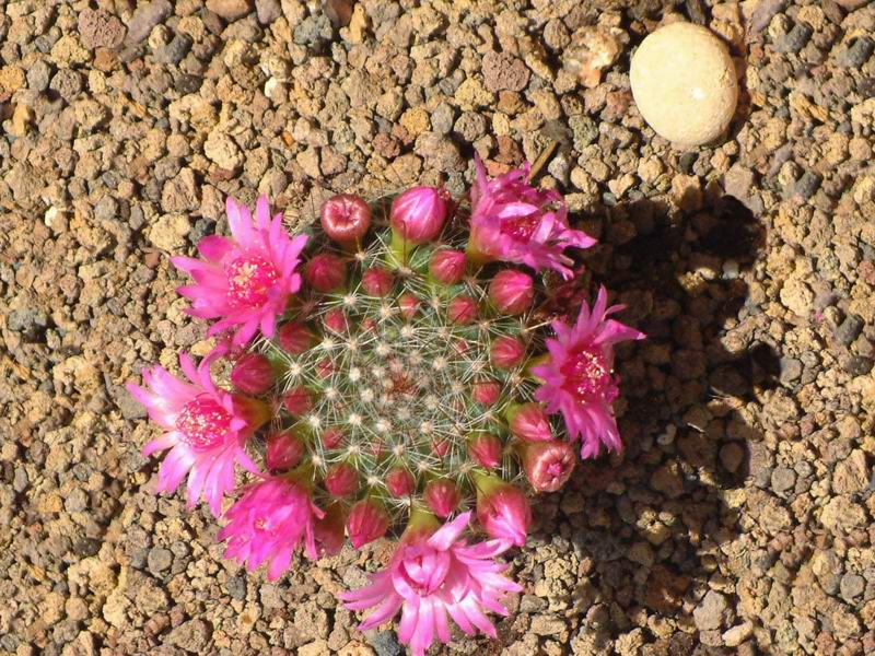 Mammillaria zeilmanniana 