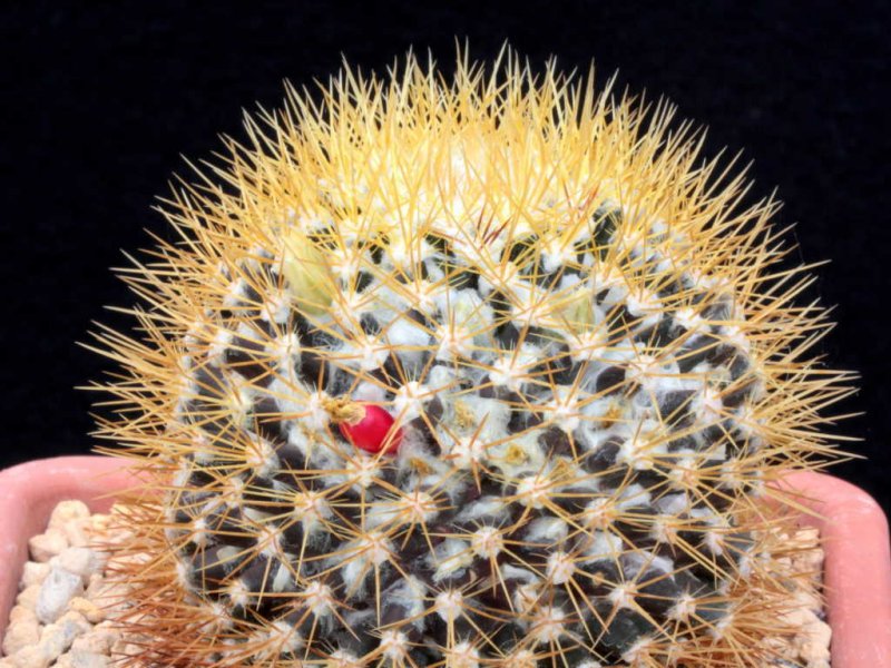mammillaria nivosa