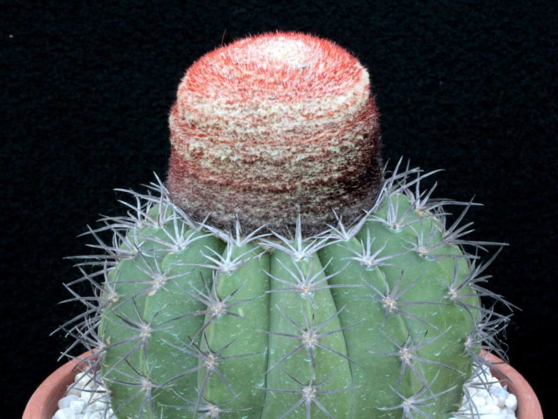 melocactus salvadorensis