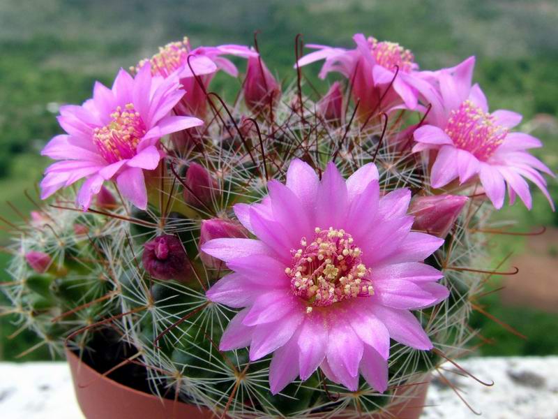 Mammillaria zeilmanniana 