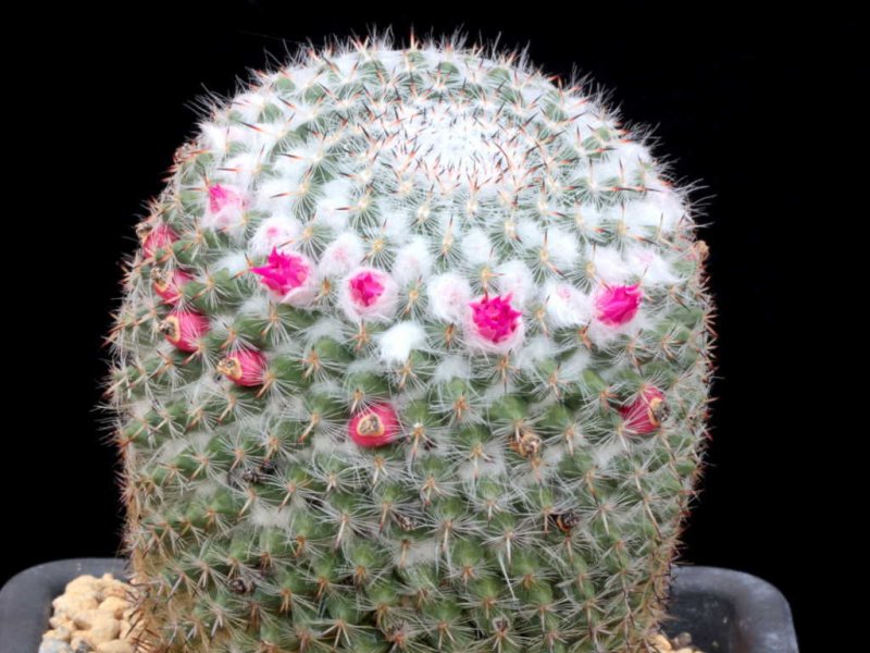 mammillaria albata v. sanciro