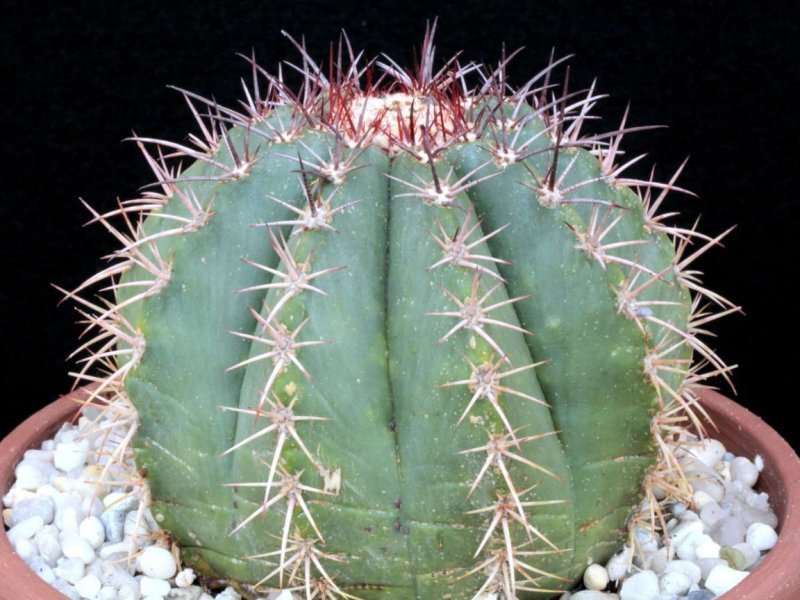 melocactus azureus