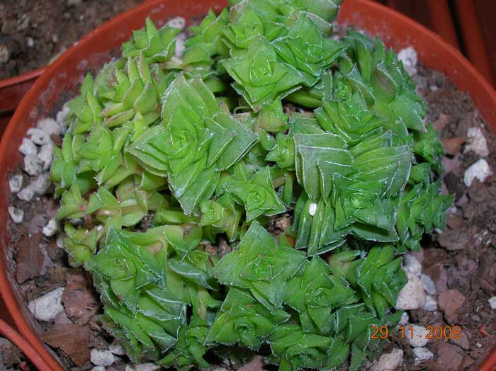 Crassula capitella 