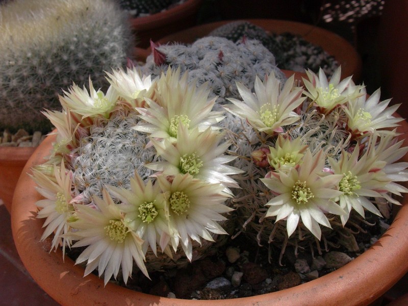 Mammillaria nana ssp. duwei 