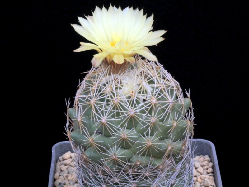 coryphantha cornifera f. malitierrarum