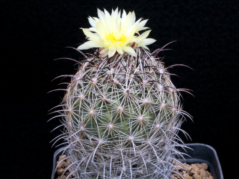 coryphantha delaetiana