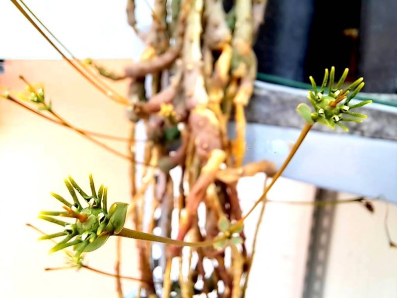 Euphorbia ornithopus 