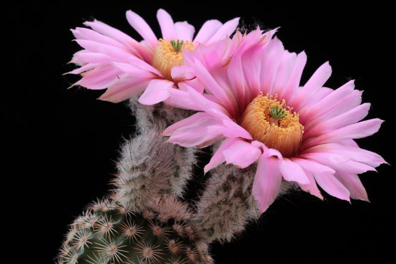 Echinocereus fitchii ssp. albertii 