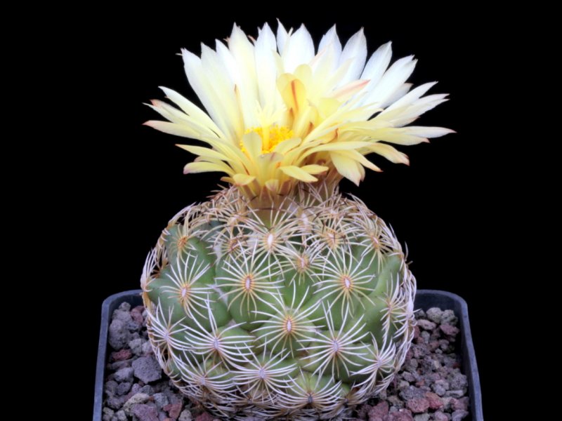 coryphantha radians/ cornifera