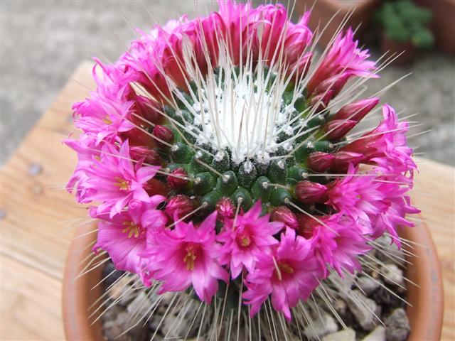 Mammillaria spinosissima cv. un pico 