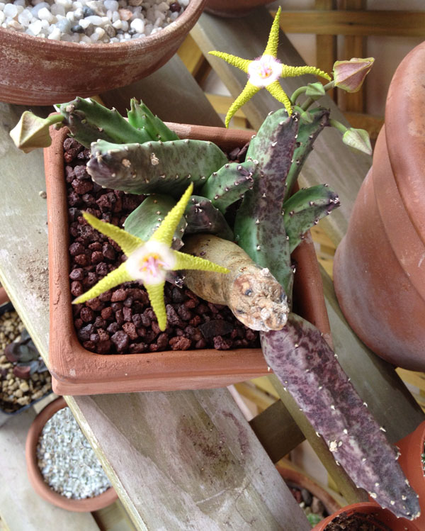 Stapelia flavopurpurea 