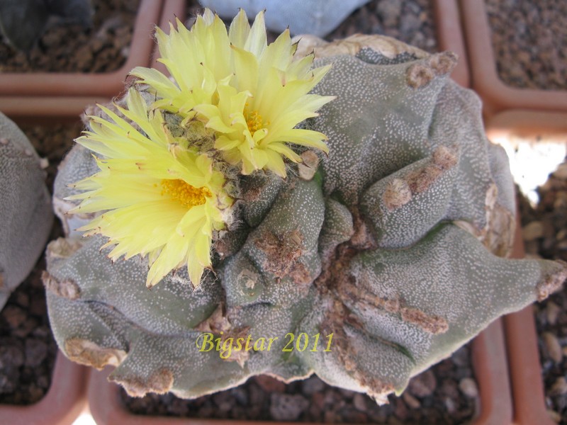 Astrophytum myriostigma cv. kikko 