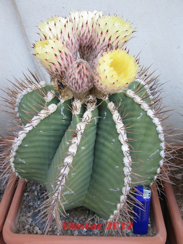 Astrophytum ornatum 