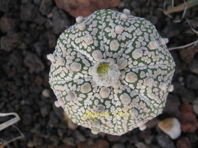 Astrophytum asterias cv. super kabuto 