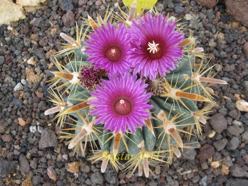 Ferocactus latispinus 