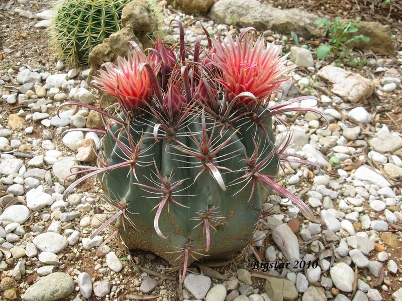 Ferocactus peninsulae ssp. townsendianus 