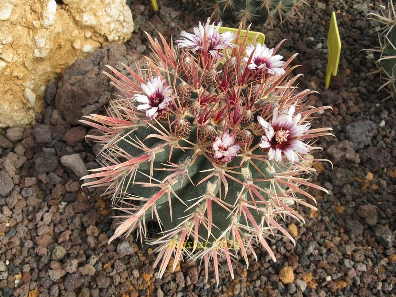 Ferocactus recurvus AFR 8