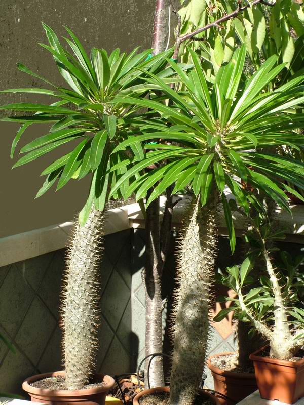 Pachypodium lamerei 