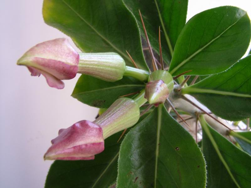 Pachypodium saundersii 