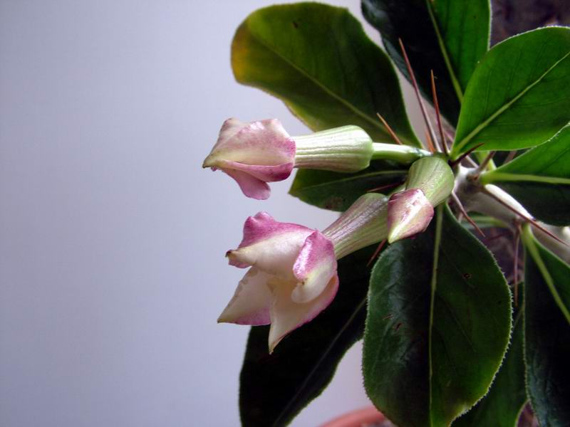 Pachypodium saundersii 