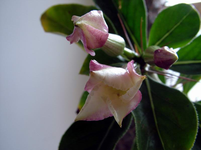 Pachypodium saundersii 