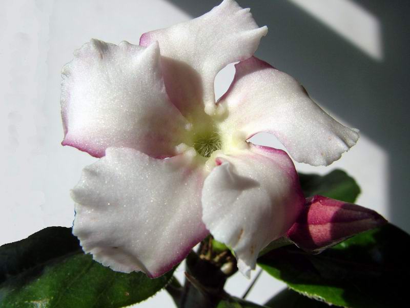 Pachypodium saundersii 