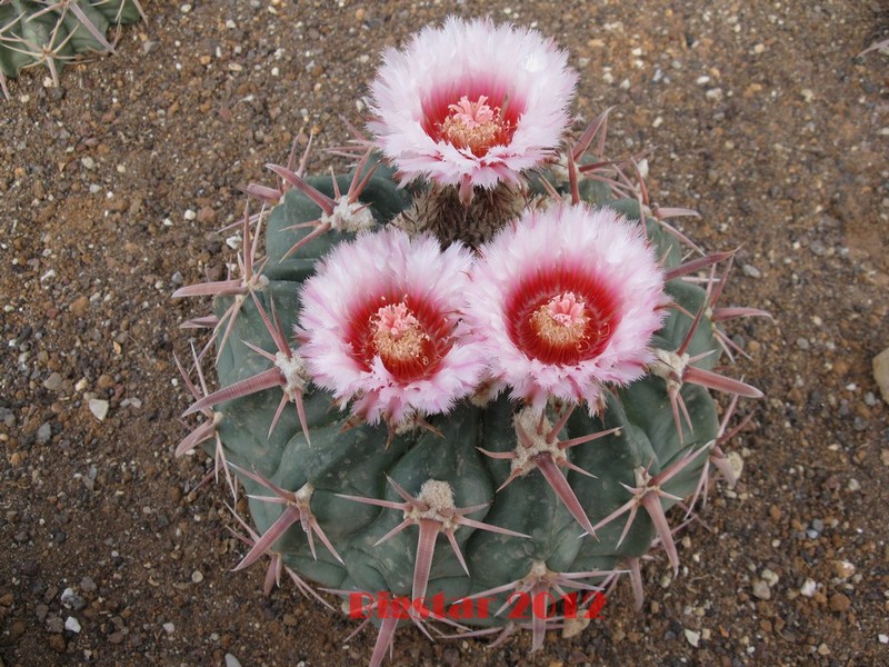 Echinocactus texensis 