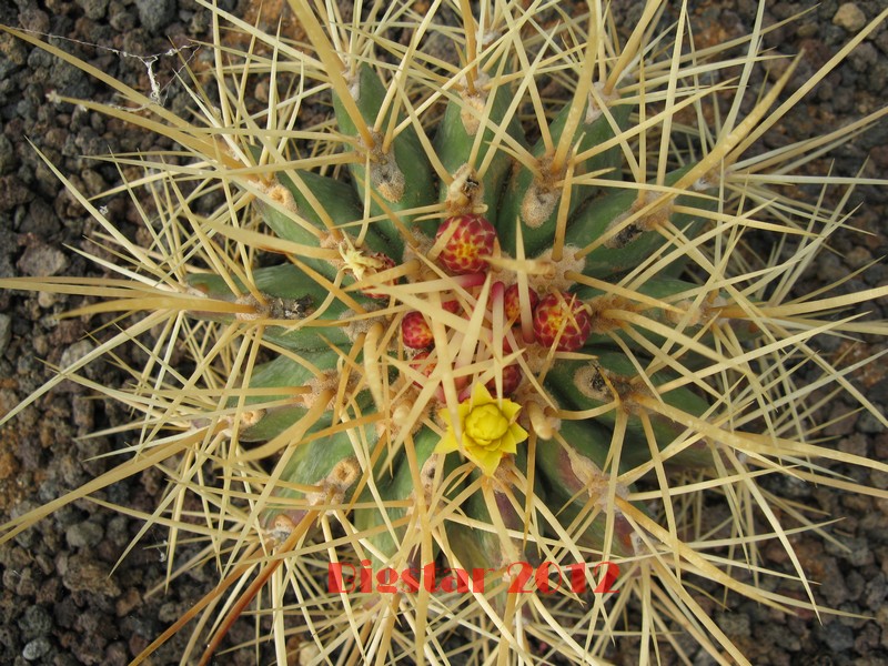 Ferocactus reppenhagenii 