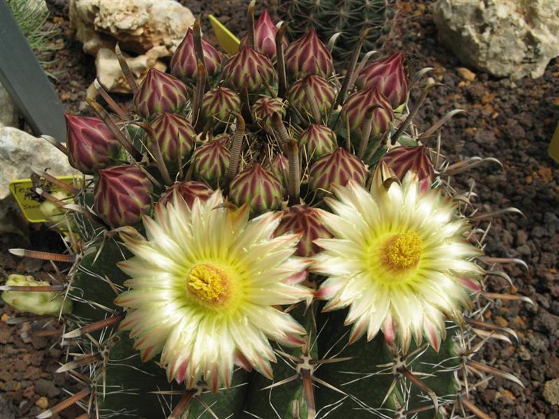 Ferocactus herrerae 