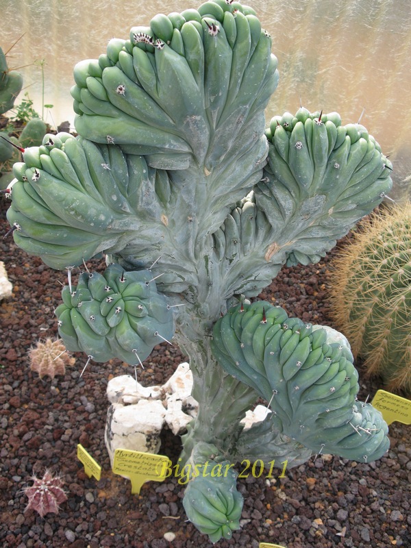 Myrtillocactus geometrizans f. cristatus 