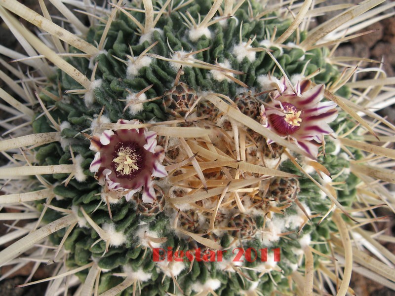 Stenocactus crispatus 