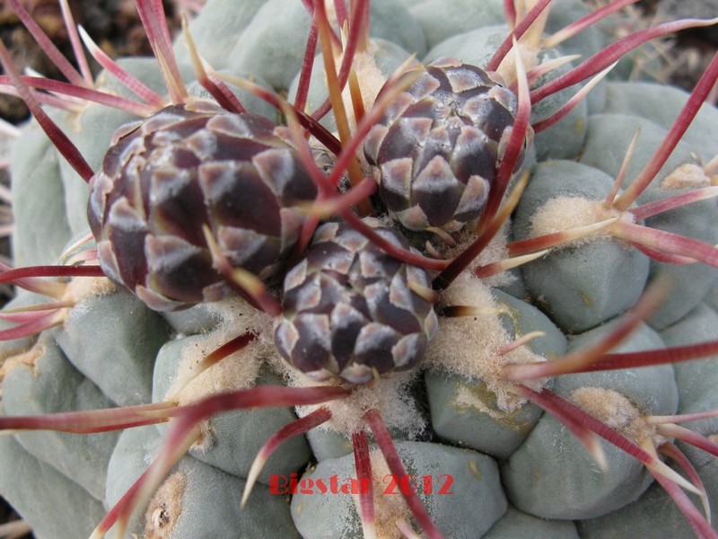 Thelocactus hexaedrophorus v. fossulatus 