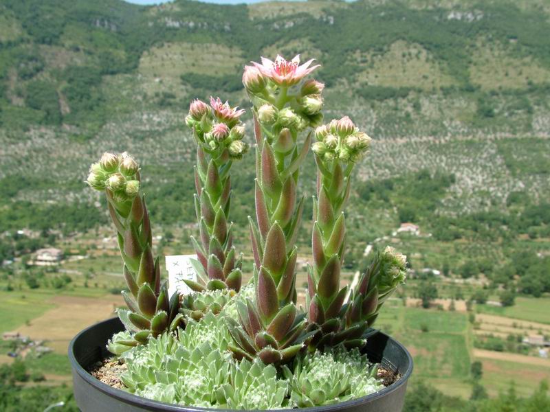 sempervivum x fauconnetii