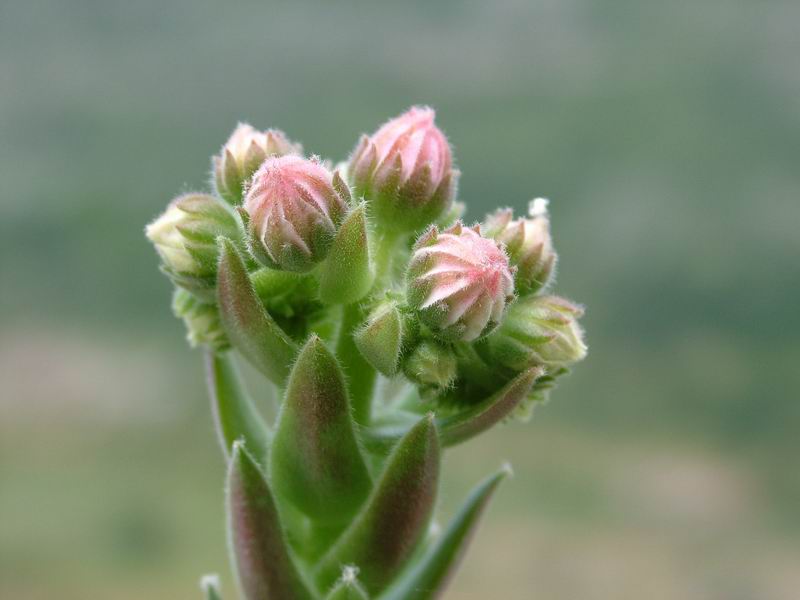 Sempervivum x fauconnetii 