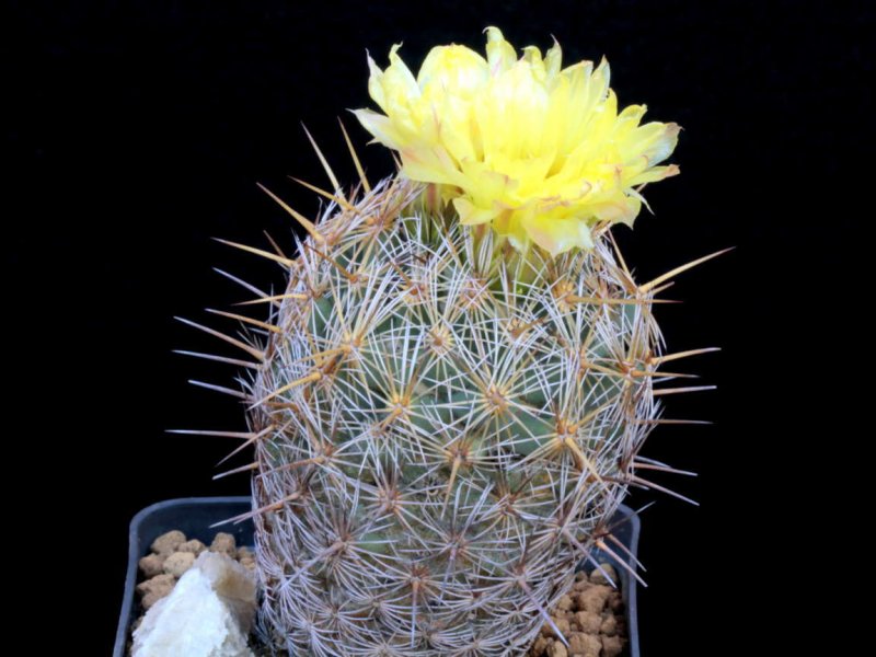 Coryphantha glanduligera 