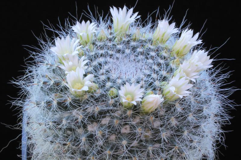 Mammillaria hahniana 