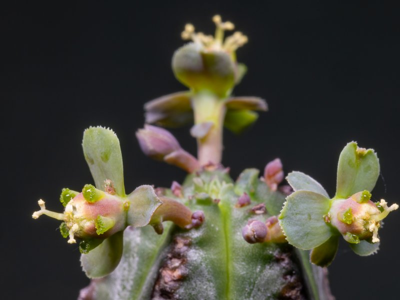 Euphorbia tubiglans 