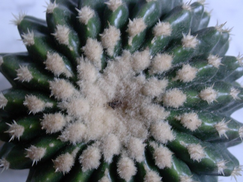 Echinocactus grusonii v. inermis 