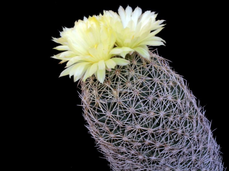 coryphantha retusa