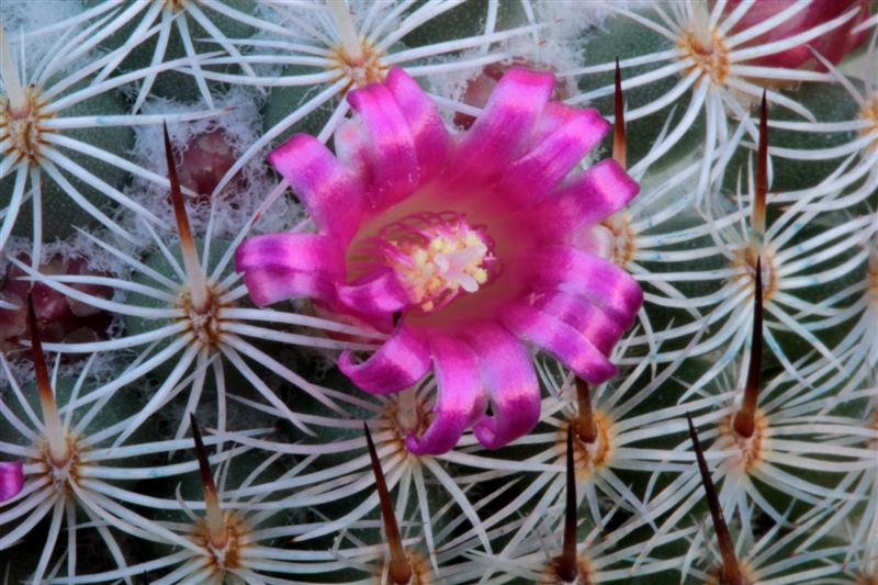 Mammillaria haageana ssp. elegans 