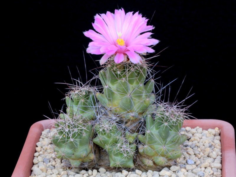 coryphantha macromeris