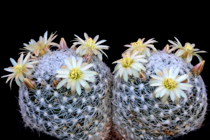 mammillaria duwei
