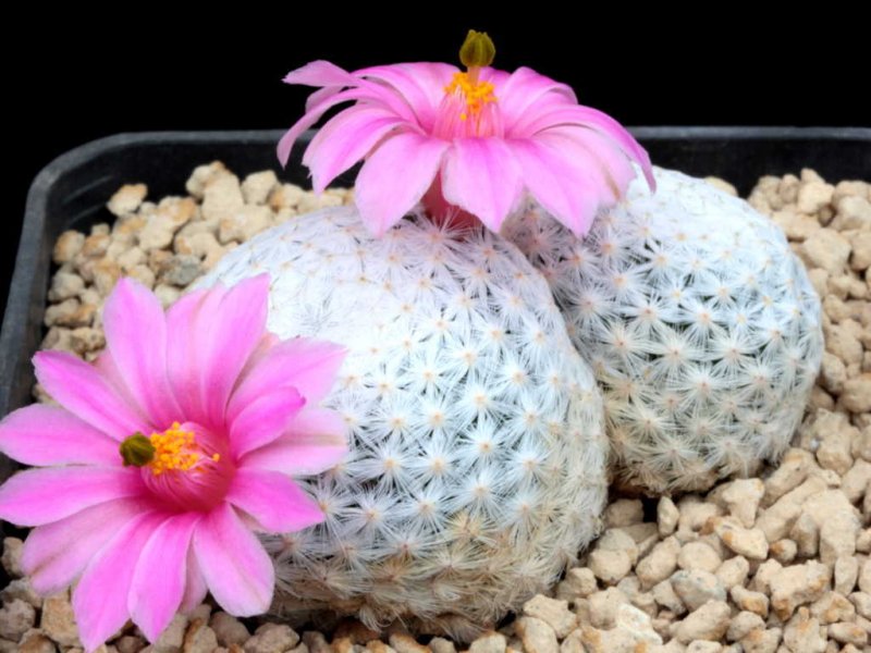Mammillaria herrerae 