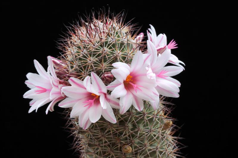 Mammillaria fraileana 