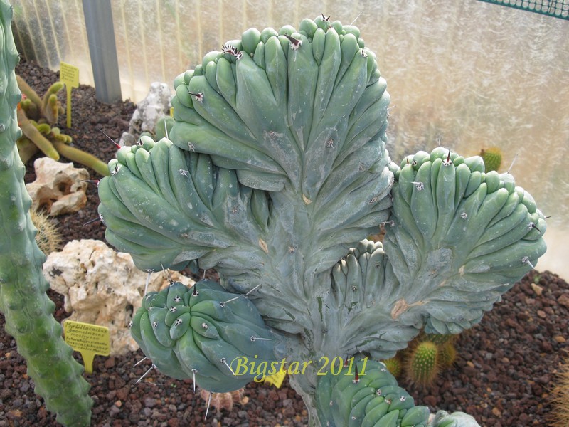 Myrtillocactus geometrizans f. cristatus 