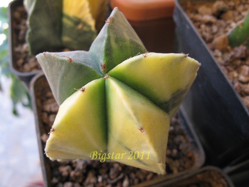 Astrophytum myriostigma f. variegatum 